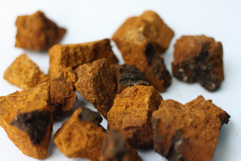 Wild Chaga Health Benefits