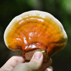 wild reishi mushroom