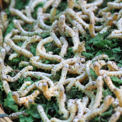 silk worms