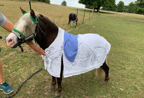 patterned horse rugs horsewear