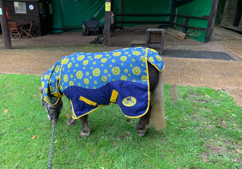 patterned horse rugs horsewear