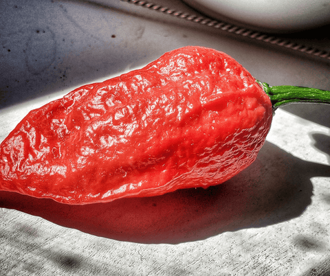 13 Stars Hot Sauce Blog Post - History of the Ghost Pepper