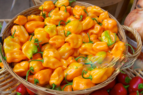 13 Stars - Hot Sauce - Habanero Pepper