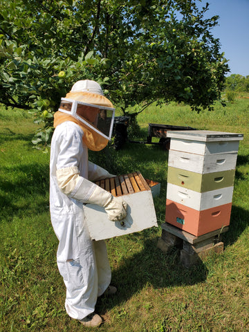 Beekeeper preparing to insert another box into the beehive.