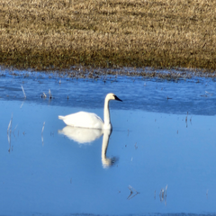 Swan swimming in blue water