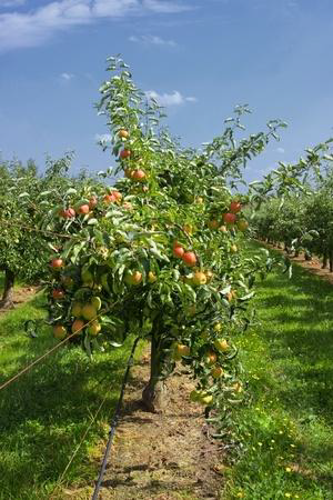 healthy gardening