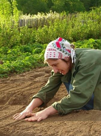 beginners herb healthy gardening