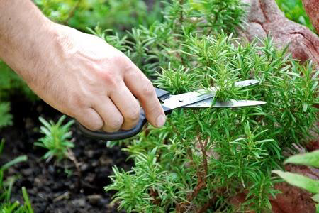 healthy gardening