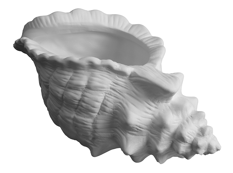 Conch Shell