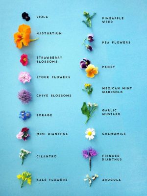 Edible Flower Collection