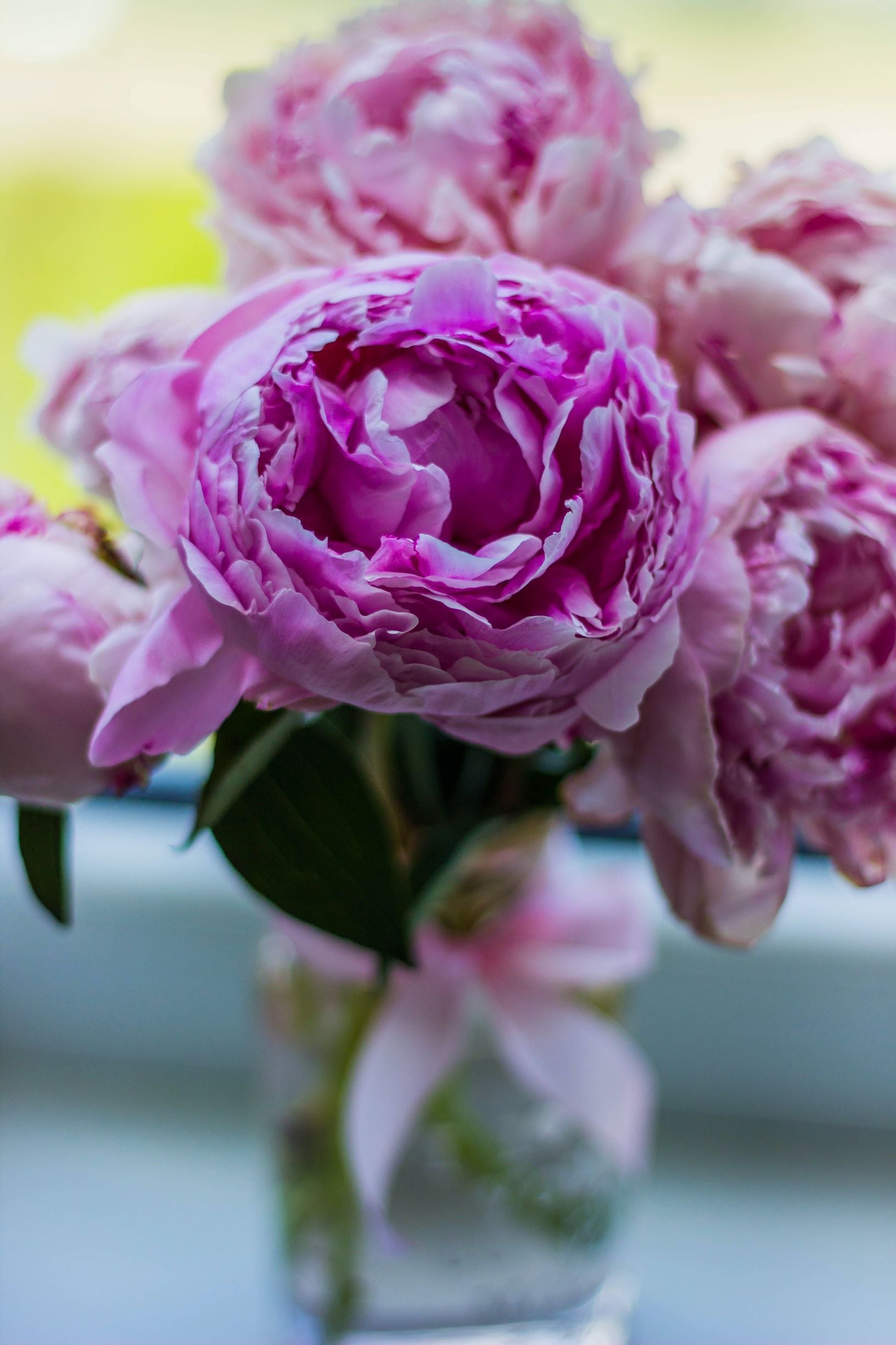 Peony Heaven | Peony Flowers Birmingham – Flowers at Moor Street