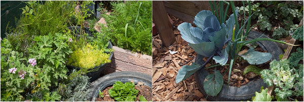 greenville soup kitchen vegetable garden cape town