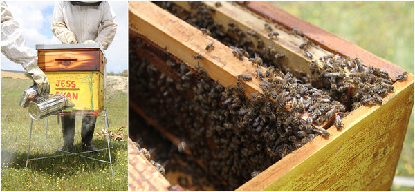 honeybee heroes beekeeping course cape town