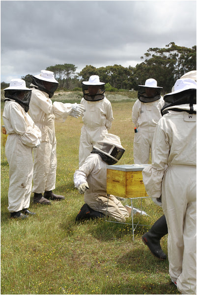 honeybee heroes beekeeping course cape town