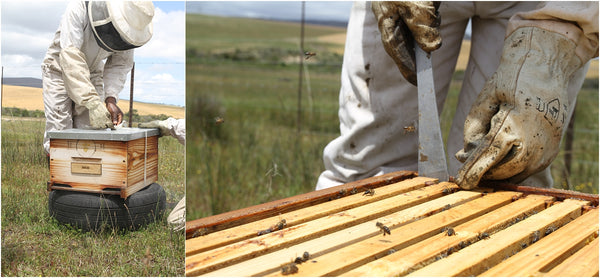 honeybee heroes beekeeping course cape town