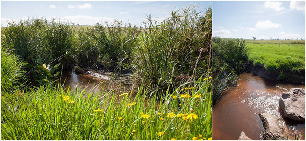 mosselbank river conservation team greenville cape town