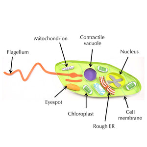 Euglena – Discovering DNA