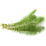 Horsetail Whole Herb Extract