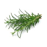 Rosemary Leaf Extract