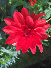 Load image into Gallery viewer, Jala 3-5&quot; Bloom Collection of Eight Dahlias