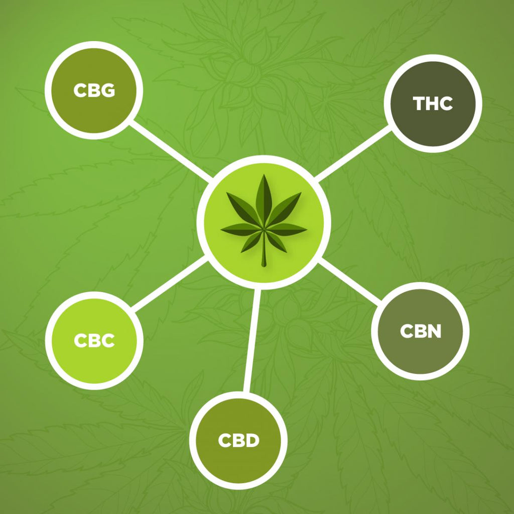 CBG vs. CBD vs. CBN vs. CBC The Ultimate Comparison Guide