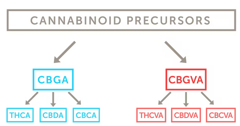 cannabinoid precursors