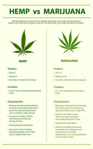 hemp vs marijuana