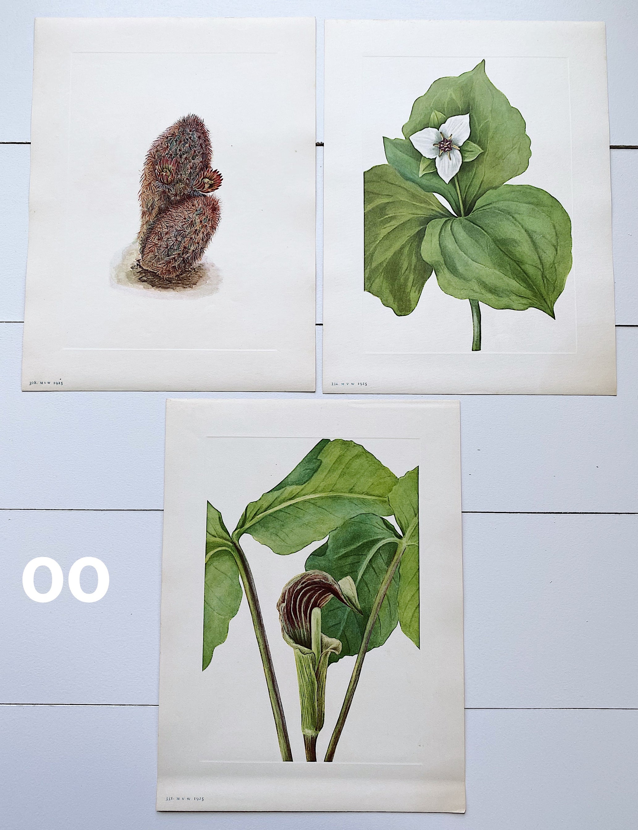 Collection of Authentic Vintage Botanical Prints