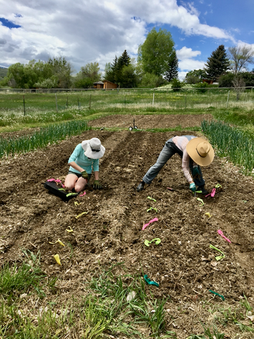 Flower farm in Lander Wyoming