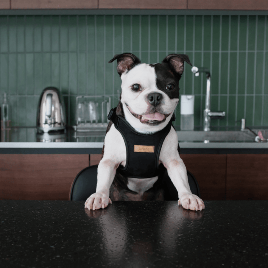 elma shop dog harness