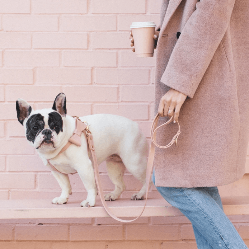 Leather Harness with Removable Bow - Blush Pink