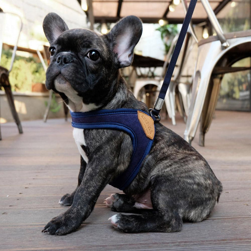 Charlie's Backyard - Easy Harness | Spotted By Humphrey