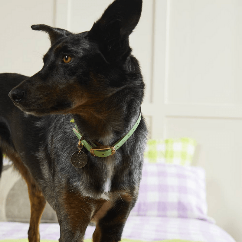 Smooth Spike Dog Collar - Lime Pistachio