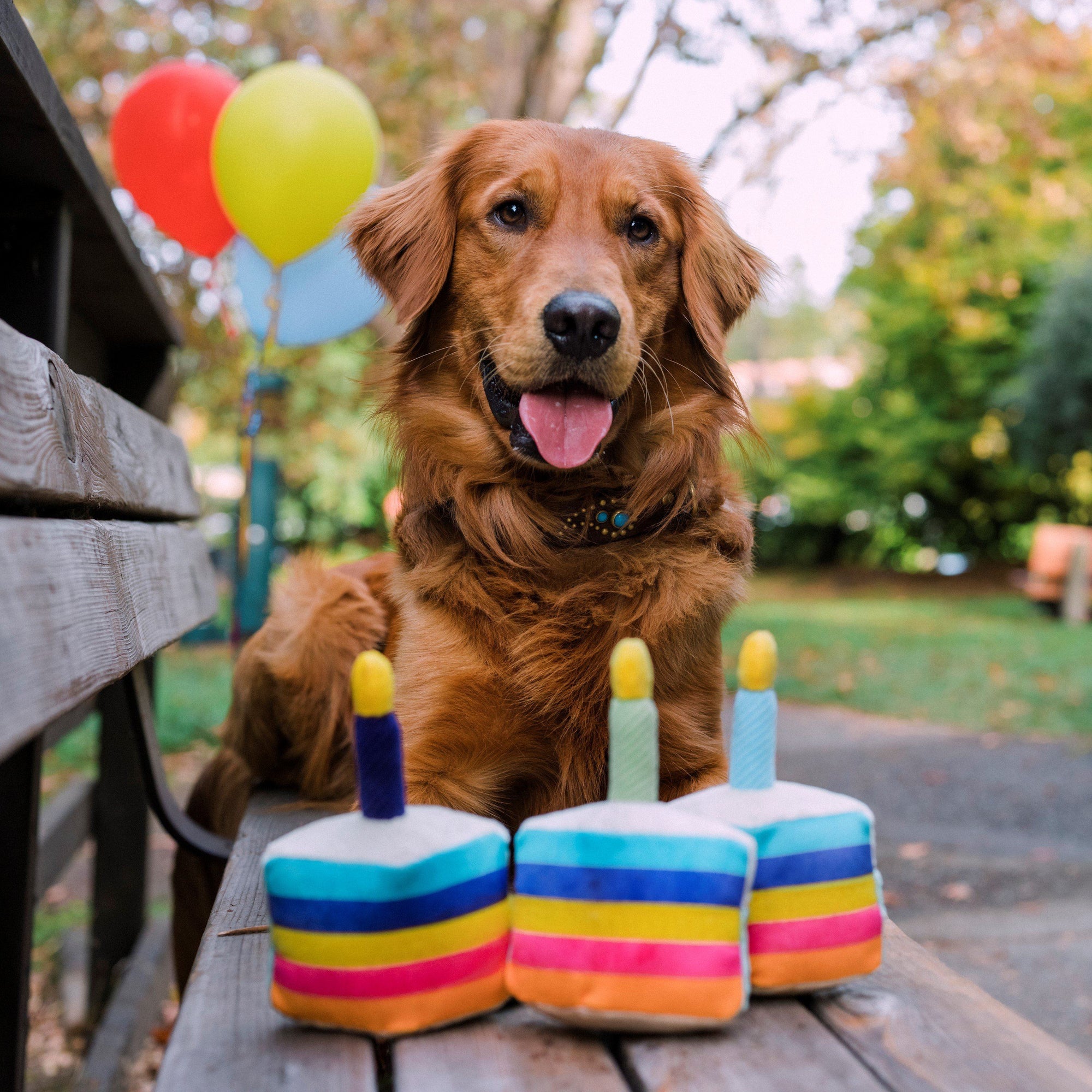 bento bones for dogs