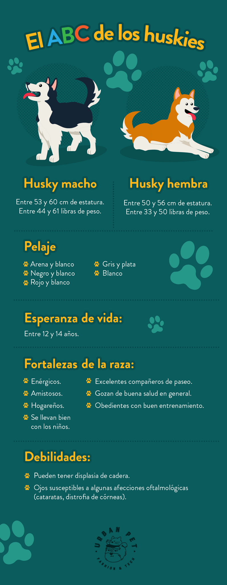 Características de los perros huskys 