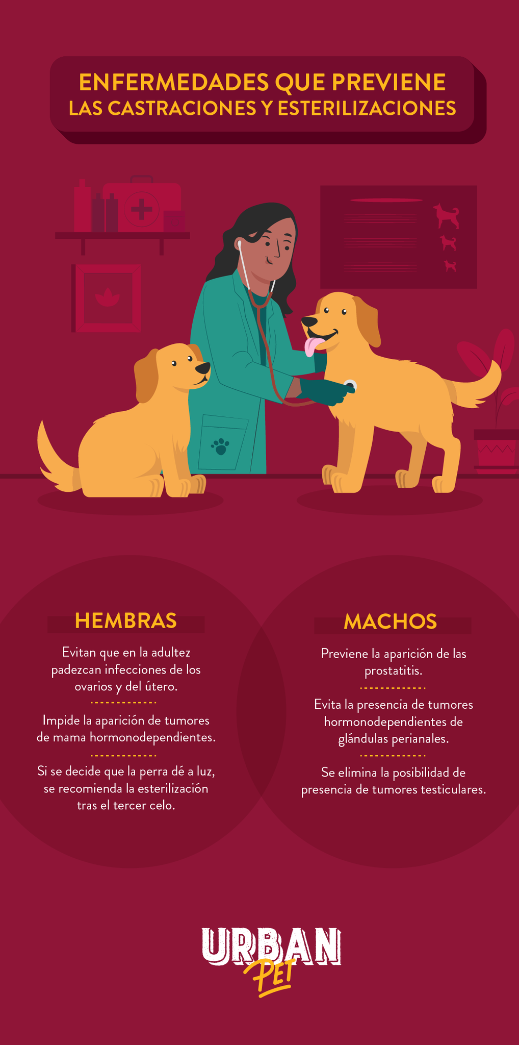 Beneficios de la castración y esterilización en canes - Urban Pet 