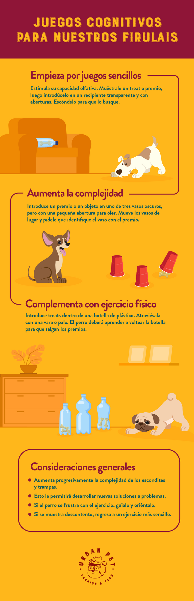 Juegos mentales para perros 