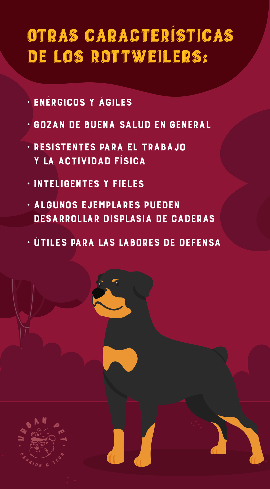 urban-pet-caracteristicas-rottweilers