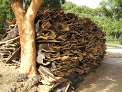 cork tree harvest