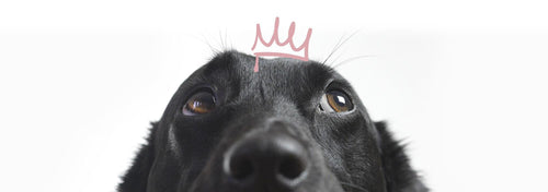 dog wearing Victoria Orton crown