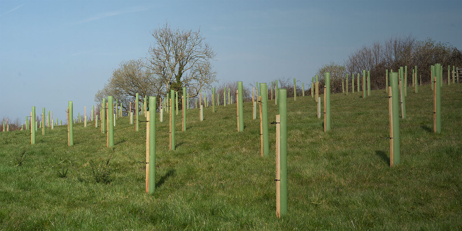 Earth Day 2023: Bäume pflanzen  