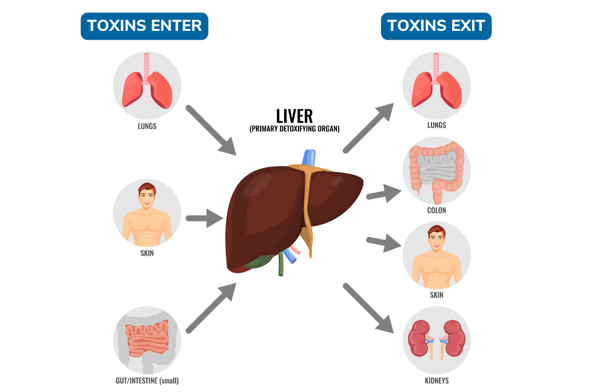 The Liver is the #1 Toxin Cleansing Filter Within Your Body