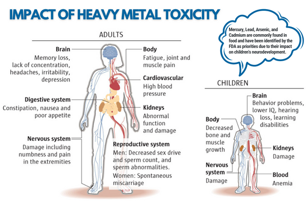 Impact of Heavy Metal Toxicity in Adults and Children