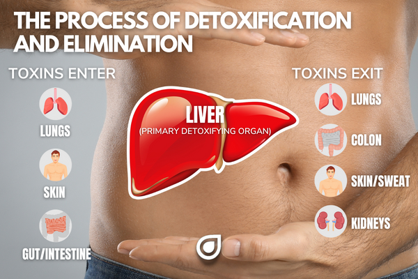 The Process of Detoxification and Elimination via the Liver Lungs Skin Gut Colon and Kidneys