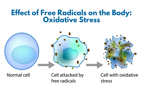 Effect of Free Radicals on the Body: Oxidative Stress