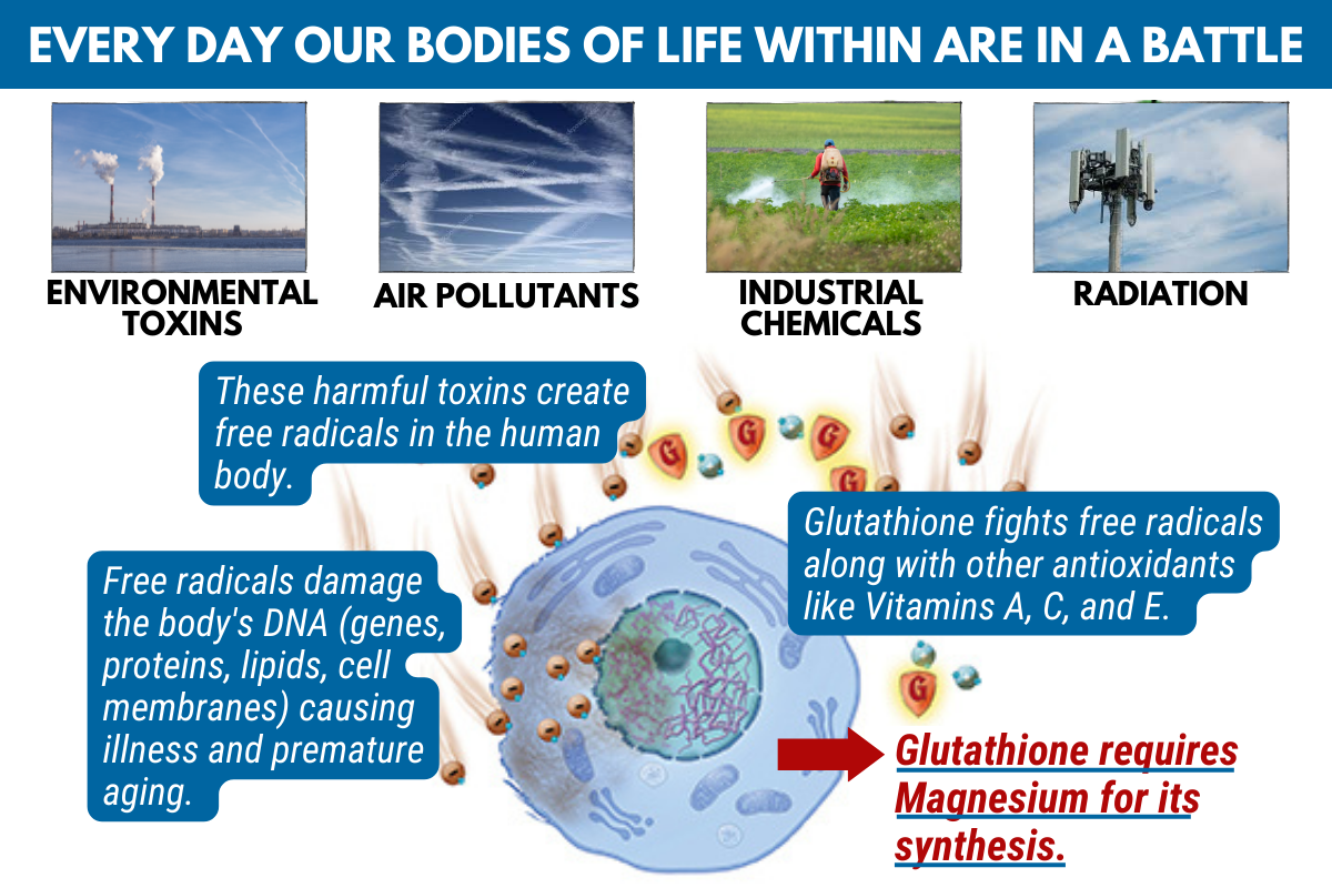 Glutathione is the Master Antioxidant - Helping to Destroy Free Radicals - It Requires Magnesium Bicarbonate to Function Properly