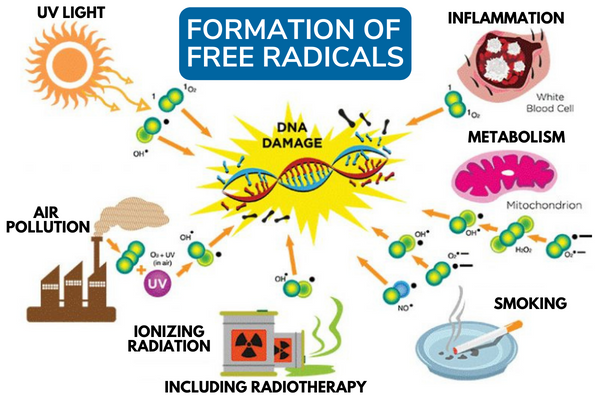 Formation of Free Radicals - Highlighting the Importance of Magnesium - Essential for the Survival of our Cells