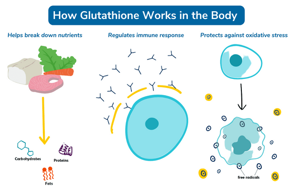 How Glutathione Works in the Body