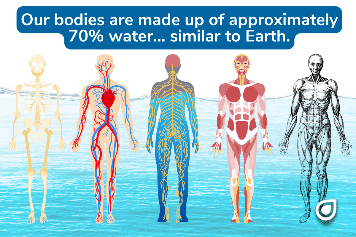 The Water With(in) The Human Body Comprises of Approximately 70%