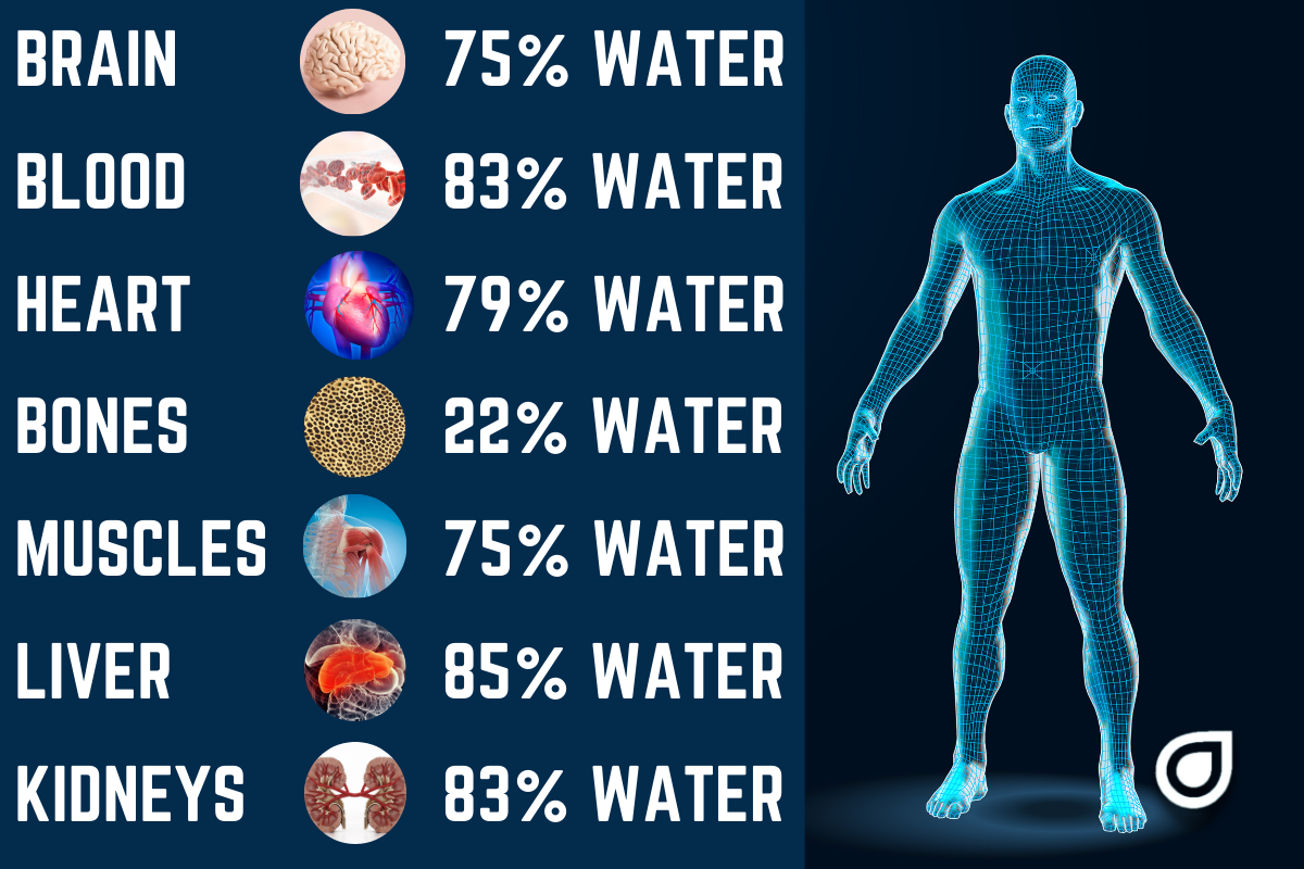 The Water Within Key Human Body Elements